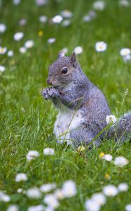 Preview wallpaper squirrel, animal, grass, walking