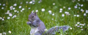 Preview wallpaper squirrel, animal, grass, walking