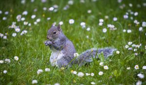 Preview wallpaper squirrel, animal, grass, walking