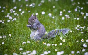 Preview wallpaper squirrel, animal, grass, walking