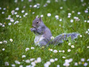 Preview wallpaper squirrel, animal, grass, walking