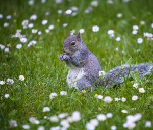 Preview wallpaper squirrel, animal, grass, walking