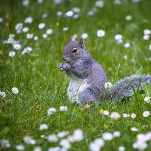 Preview wallpaper squirrel, animal, grass, walking