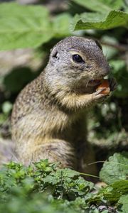 Preview wallpaper squirrel, animal, leaves, wildlife