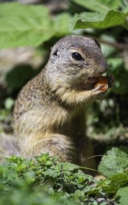 Preview wallpaper squirrel, animal, leaves, wildlife