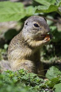 Preview wallpaper squirrel, animal, leaves, wildlife