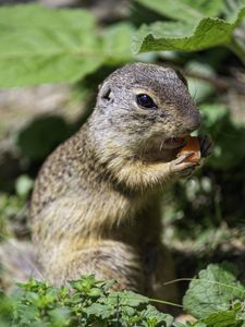 Preview wallpaper squirrel, animal, leaves, wildlife