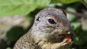 Preview wallpaper squirrel, animal, leaves, wildlife