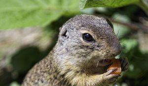 Preview wallpaper squirrel, animal, leaves, wildlife