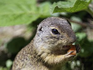 Preview wallpaper squirrel, animal, leaves, wildlife