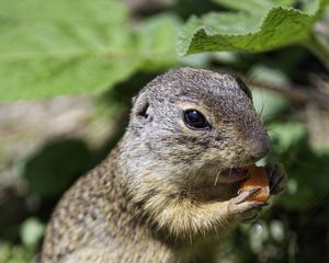 Preview wallpaper squirrel, animal, leaves, wildlife