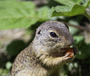 Preview wallpaper squirrel, animal, leaves, wildlife