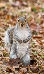 Preview wallpaper squirrel, animal, leaves, autumn