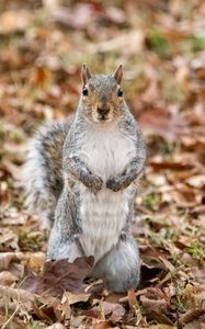 Preview wallpaper squirrel, animal, leaves, autumn