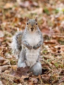Preview wallpaper squirrel, animal, leaves, autumn