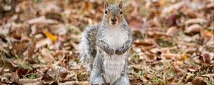 Preview wallpaper squirrel, animal, leaves, autumn