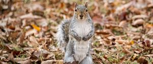 Preview wallpaper squirrel, animal, leaves, autumn