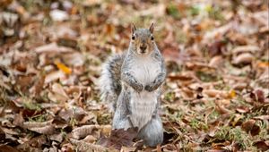 Preview wallpaper squirrel, animal, leaves, autumn