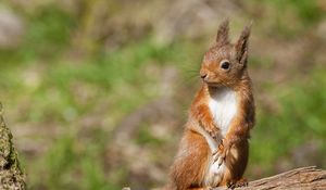 Preview wallpaper squirrel, animal, log, legs