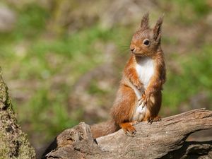 Preview wallpaper squirrel, animal, log, legs