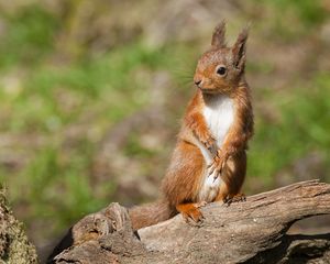 Preview wallpaper squirrel, animal, log, legs