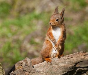 Preview wallpaper squirrel, animal, log, legs