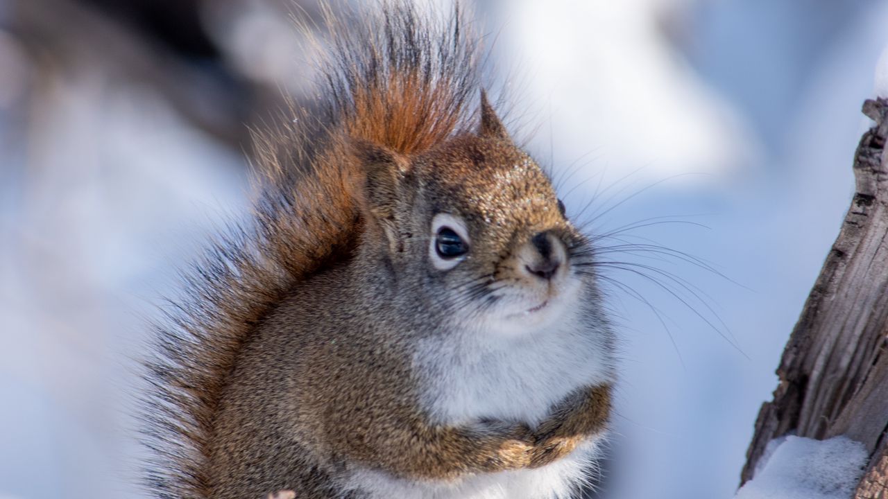 Wallpaper squirrel, animal, log, snow