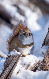 Preview wallpaper squirrel, animal, log, snow