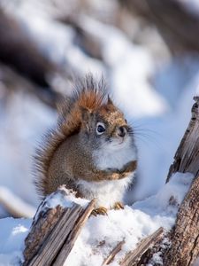 Preview wallpaper squirrel, animal, log, snow