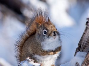 Preview wallpaper squirrel, animal, log, snow