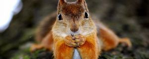 Preview wallpaper squirrel, animal, look
