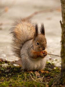 Preview wallpaper squirrel, animal, nut, fluffy, cute