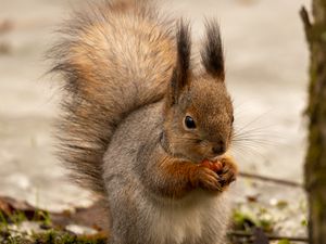 Preview wallpaper squirrel, animal, nut, fluffy, cute