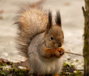 Preview wallpaper squirrel, animal, nut, fluffy, cute