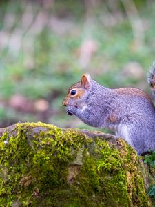 Preview wallpaper squirrel, animal, nut, wildlife