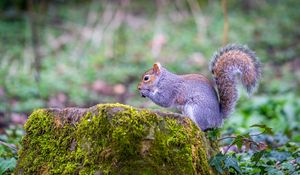 Preview wallpaper squirrel, animal, nut, wildlife