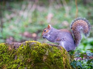 Preview wallpaper squirrel, animal, nut, wildlife