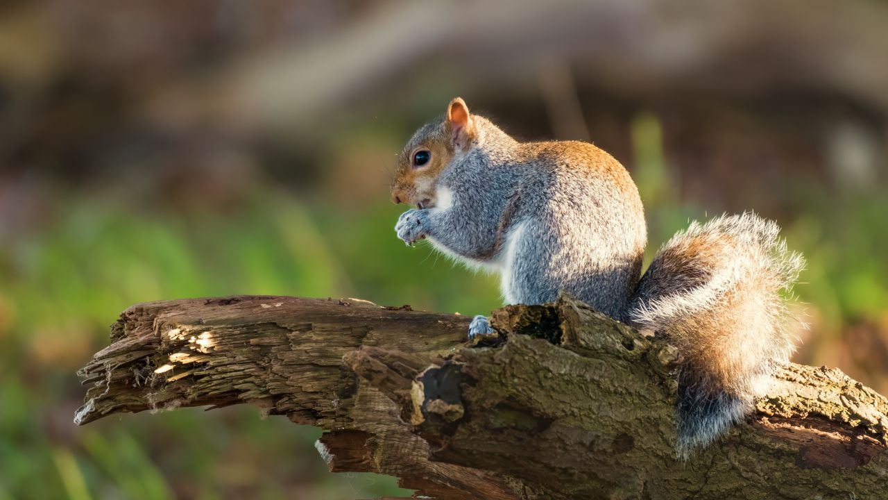 Wallpaper squirrel, animal, rodent, deck, wildlife