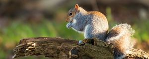 Preview wallpaper squirrel, animal, rodent, deck, wildlife