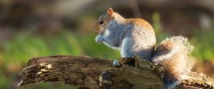 Preview wallpaper squirrel, animal, rodent, deck, wildlife