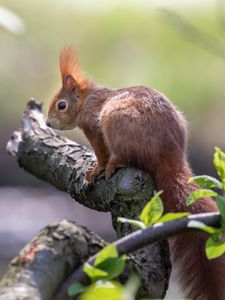 Preview wallpaper squirrel, animal, rodent, tree