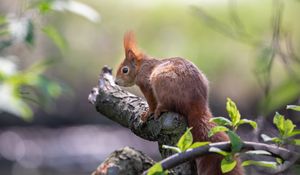 Preview wallpaper squirrel, animal, rodent, tree