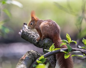 Preview wallpaper squirrel, animal, rodent, tree
