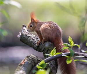 Preview wallpaper squirrel, animal, rodent, tree