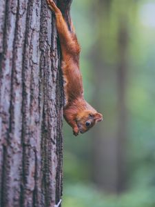 Preview wallpaper squirrel, animal, rodent, funny, tree