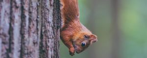 Preview wallpaper squirrel, animal, rodent, funny, tree
