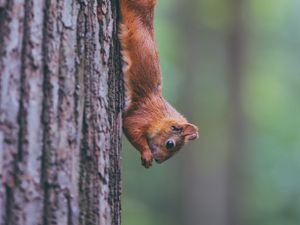 Preview wallpaper squirrel, animal, rodent, funny, tree