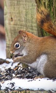 Preview wallpaper squirrel, animal, seeds, snow