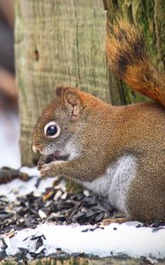 Preview wallpaper squirrel, animal, seeds, snow