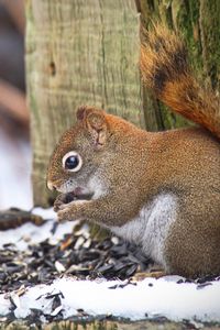 Preview wallpaper squirrel, animal, seeds, snow